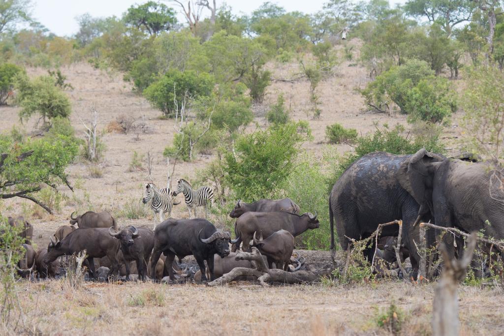 Buffelshoek Tented Camp Manyeleti Game Reserve Eksteriør billede