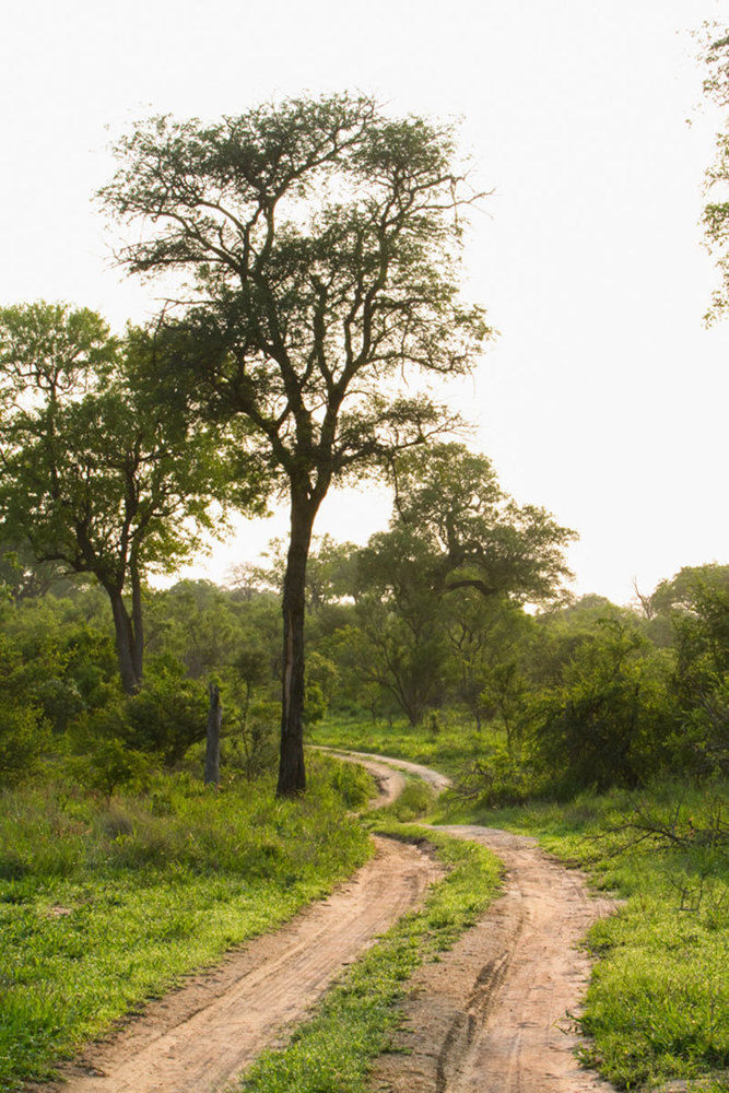 Buffelshoek Tented Camp Manyeleti Game Reserve Eksteriør billede
